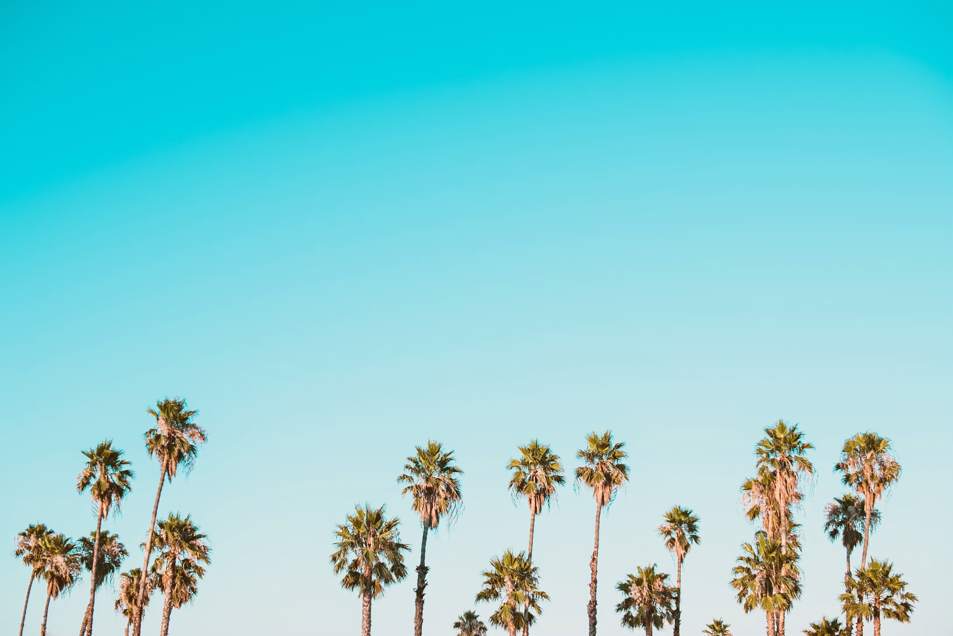 Palm trees against blue sky